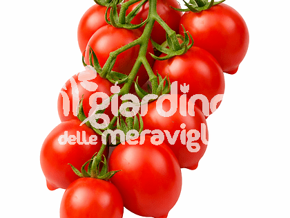 Pomodoro principe di somma piennolo 25gr