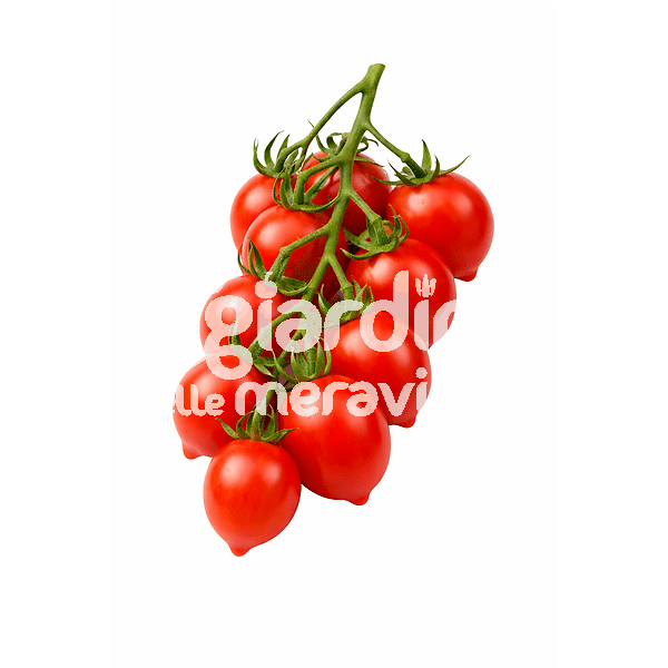 Pomodoro principe di somma piennolo 25gr