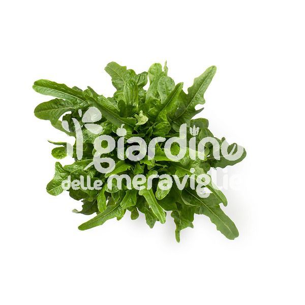 Lattuga barba di frate verde