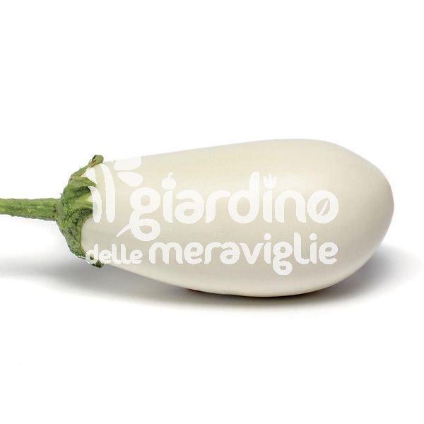 Melanzana Bianca