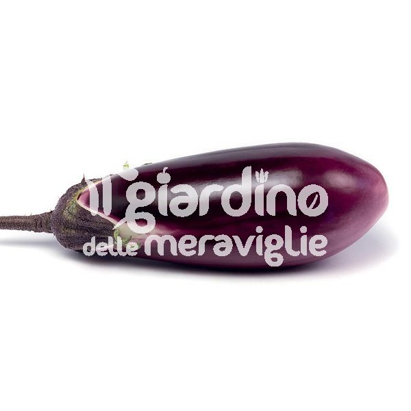 Melanzana violetta Seta