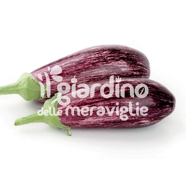 Melanzana zebrina viola o Striata
