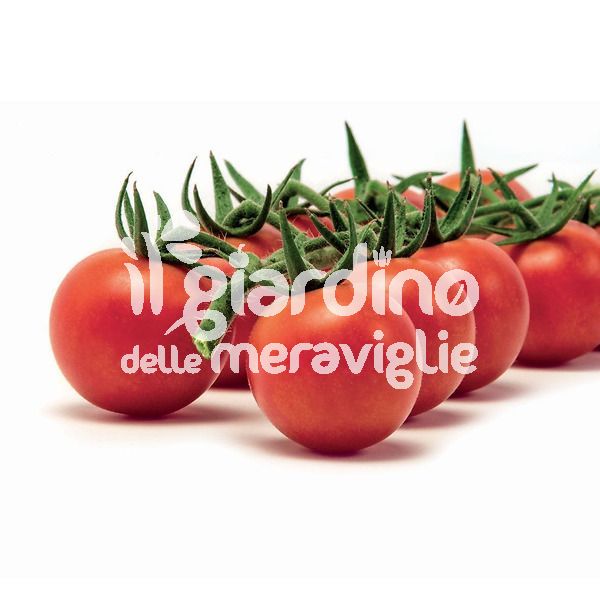 pomodoro ciliegino tip. Naomi