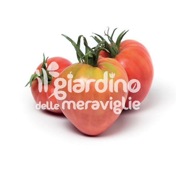 Pomodoro Cuore di bue classico