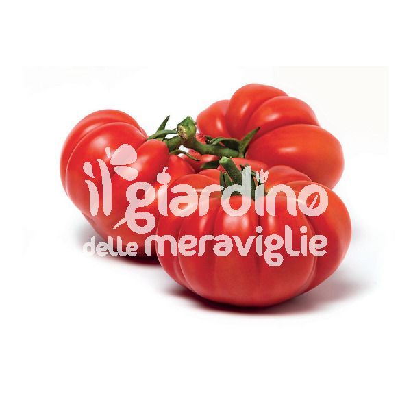 Pomodoro costoluto Marmande super precoce