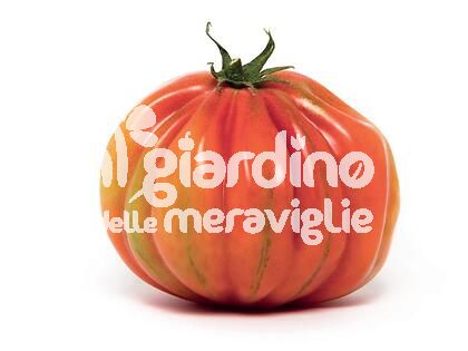 Pomodoro Cuore di Bue Ligure Innestato