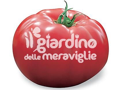 Pomodoro Gigante Kilo