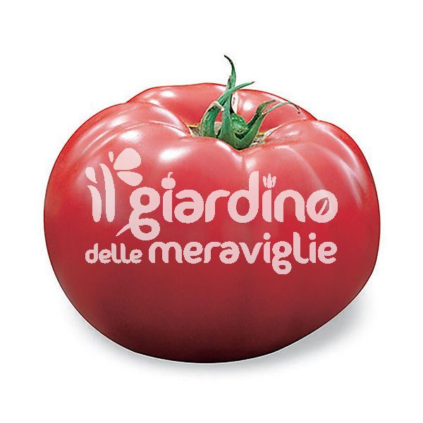 Pomodoro Gigante Kilo