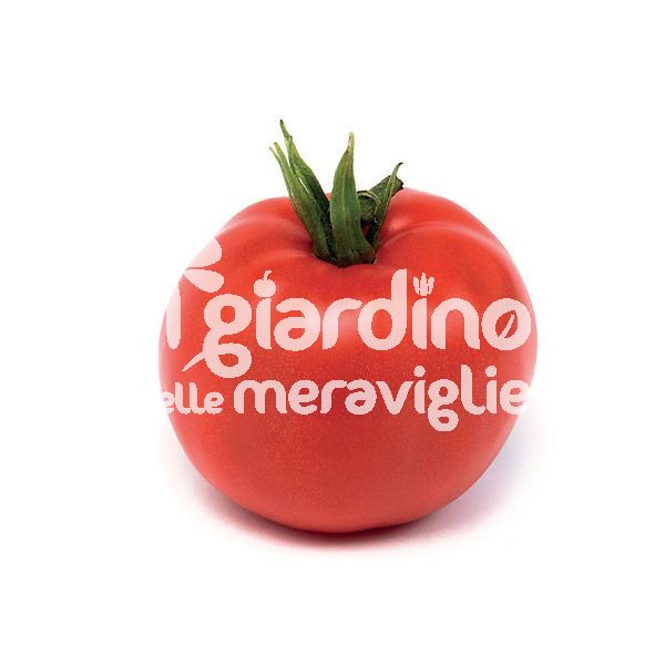 Pomodoro tondo da insalata Sel Beef 300gr Innestato