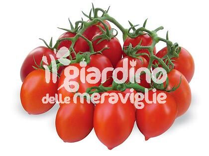 Pomodoro Vesuviano Fiaschetto