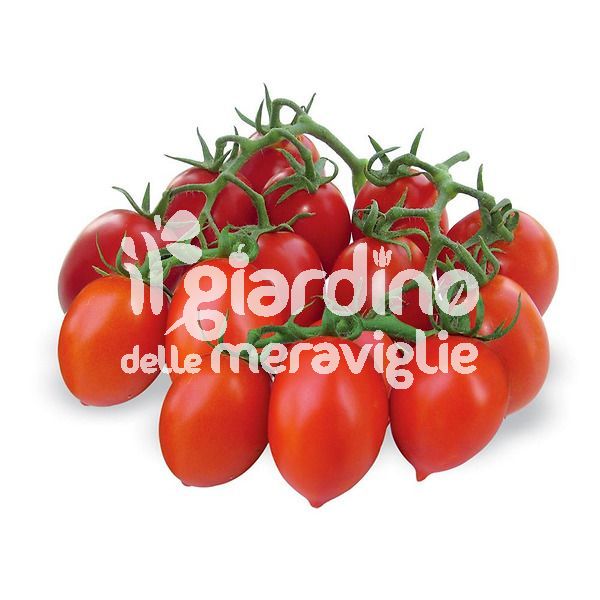 Pomodoro Vesuviano Fiaschetto