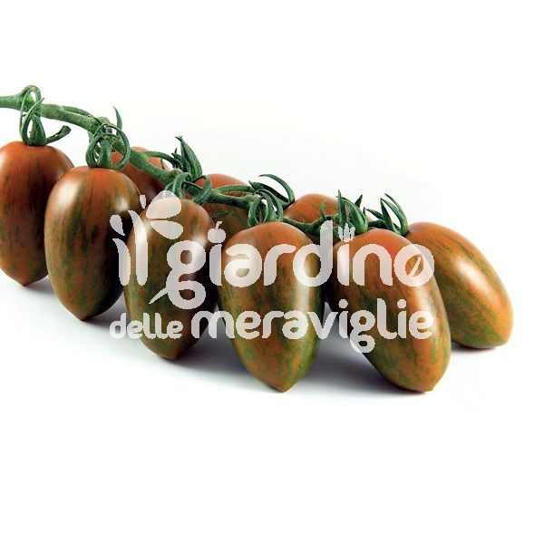 Pomodoro Zebrino plum