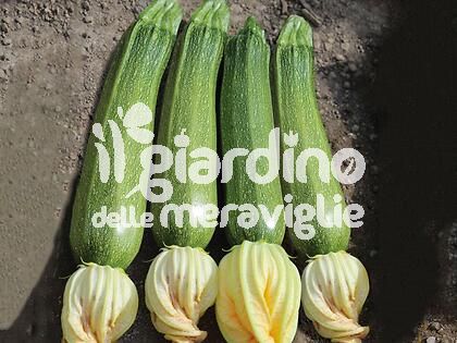 Zucchino San Pasquale