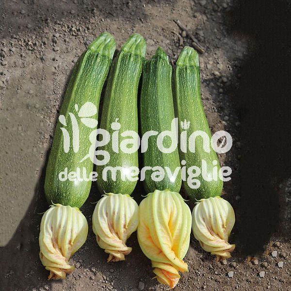 Zucchino San Pasquale