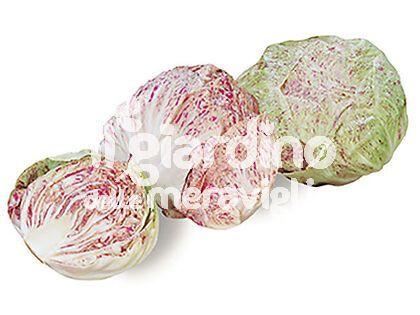 Radicchio variegato di Lusia