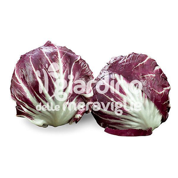 Radicchio rosso a palla di Chioggia