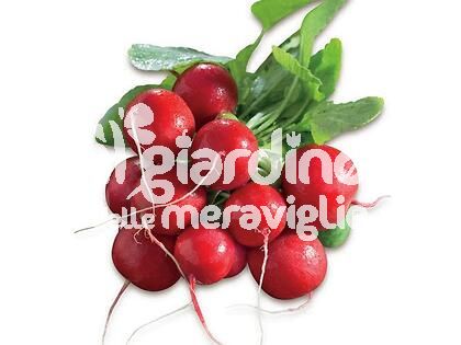 Ravanello tondo rosso