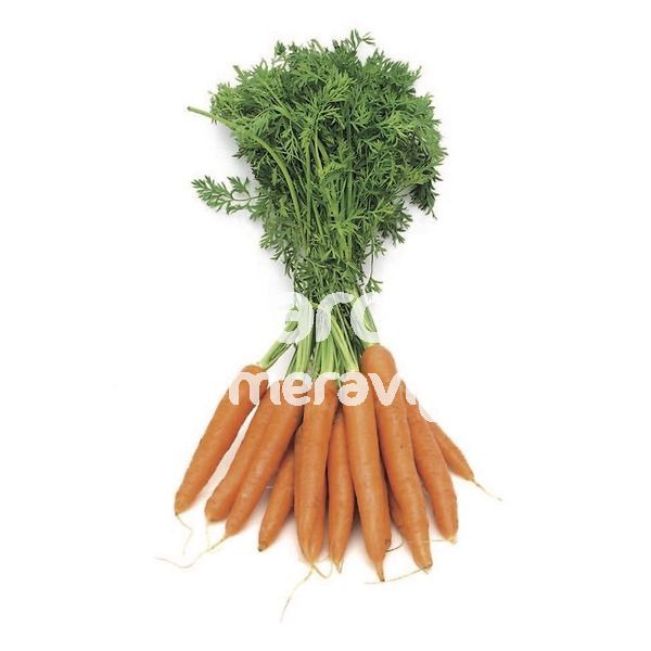 Carota
