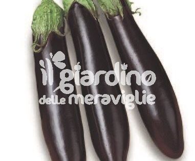Melanzana Cima Viola innestata