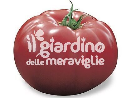 Pomodoro Gigante Kilo Innestato