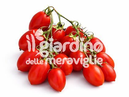 Pomodoro rubino Piccadilly resistente a peronospera