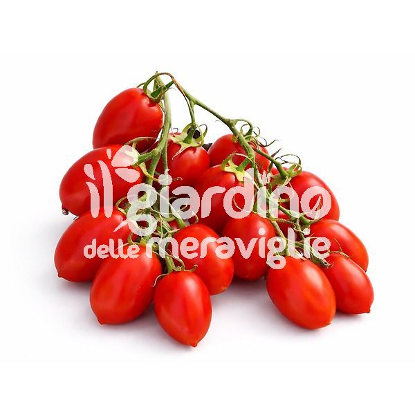 Pomodoro rubino Piccadilly resistente a peronospera