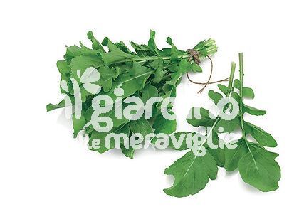 Rucola Coltivata
