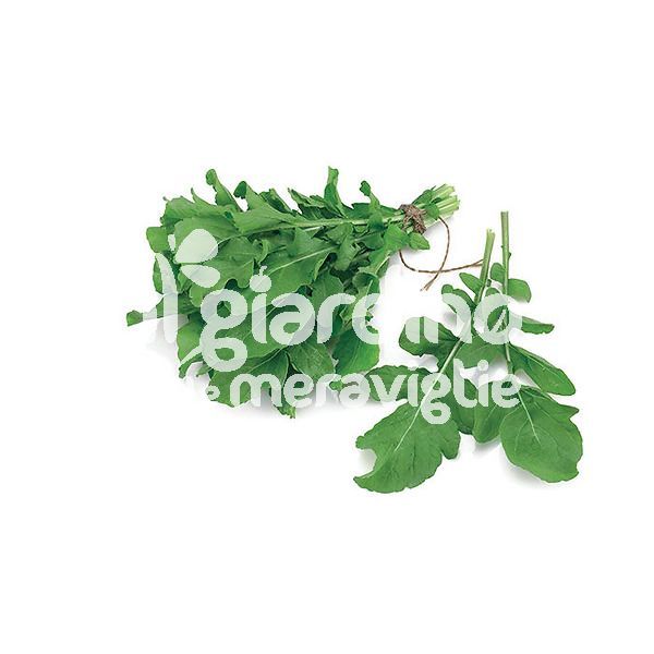 Rucola Coltivata