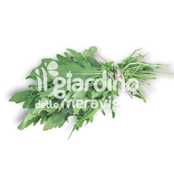 Rucola Selvatica