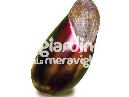 Melanzana violetta Seta innestata