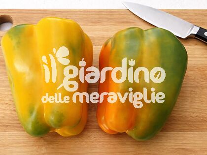 PEPERONE GIALLO SIENOR