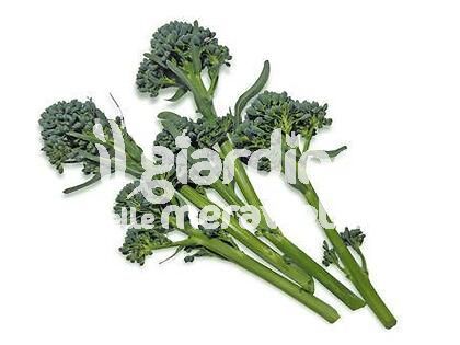 Broccoletto a getti vigoroso (ex Sparacello)