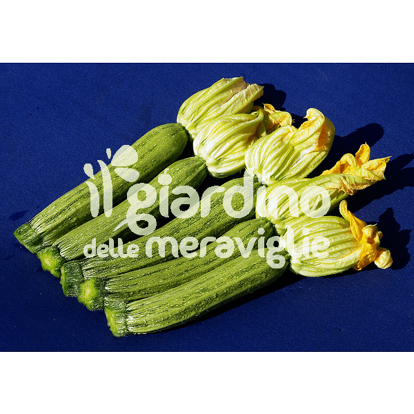Zucchino Ortano