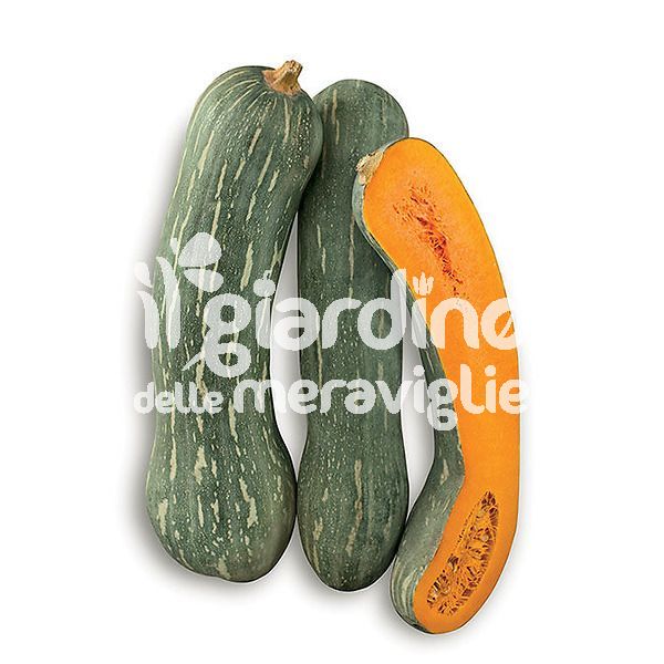 Zucca lunga piena di Napoli