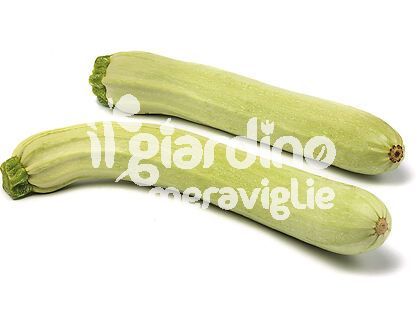 Zucchino Bianco di Sicilia
