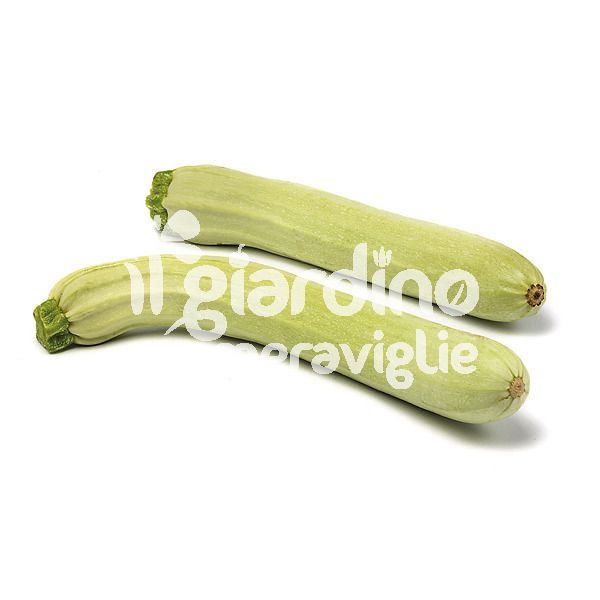 Zucchino Bianco di Sicilia