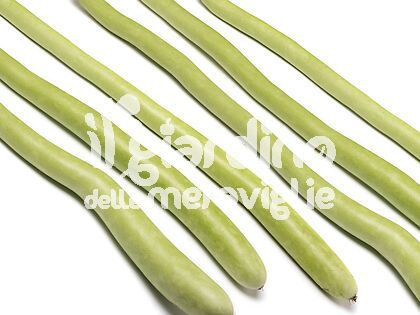 Zucchino pergola lagenaria lunga
