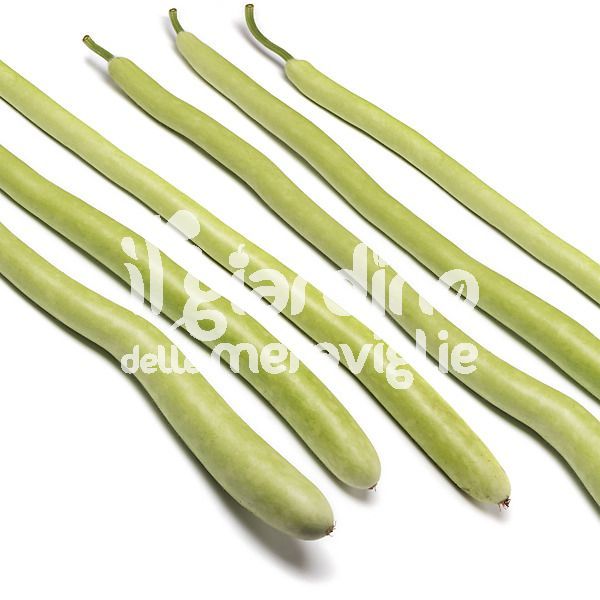 Zucchino pergola lagenaria lunga