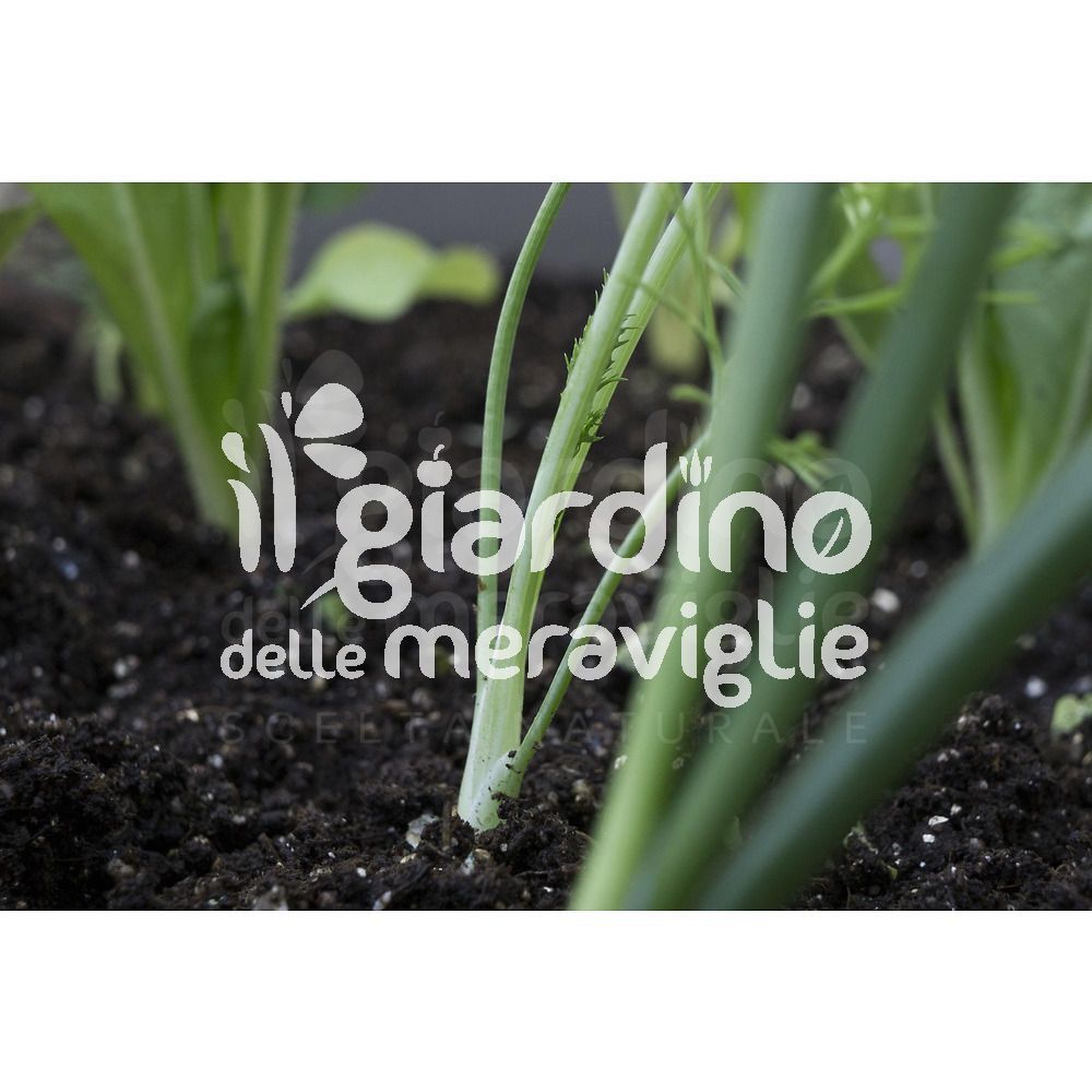 Levigatura Levigatrice Cinture Set 15Pcs 1x30 - IT - Foto 3