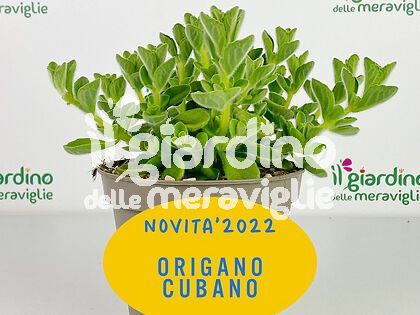 Origano Cubano