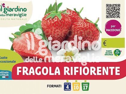 Fragola rifiorente