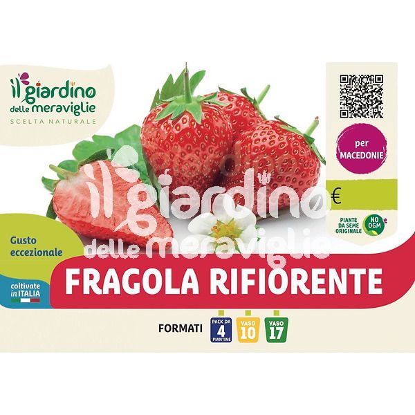 Fragola rifiorente