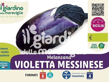 Melanzana violetta messinese