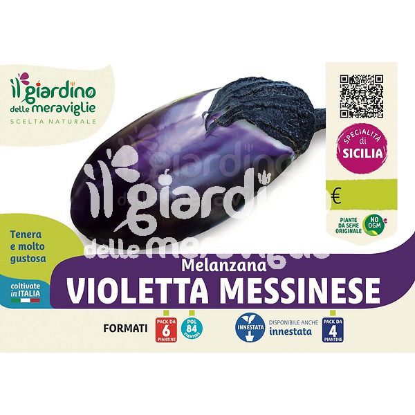 Melanzana violetta messinese