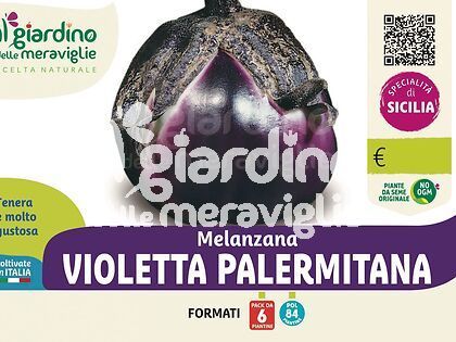 Melanzana violetta palermitana