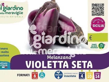 Melanzana violetta Seta