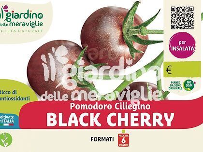 Pomodoro ciliegino nero black cherry