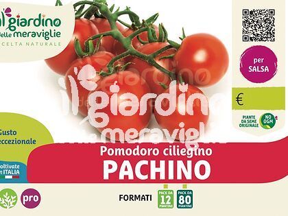 Pomodoro ciliegino Pachino