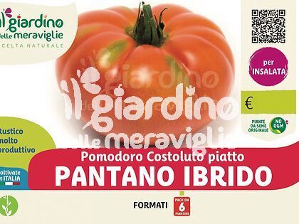 Pomodoro Costoluto piatto PANTANO ibrido