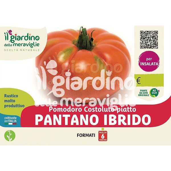 Pomodoro Costoluto piatto PANTANO ibrido